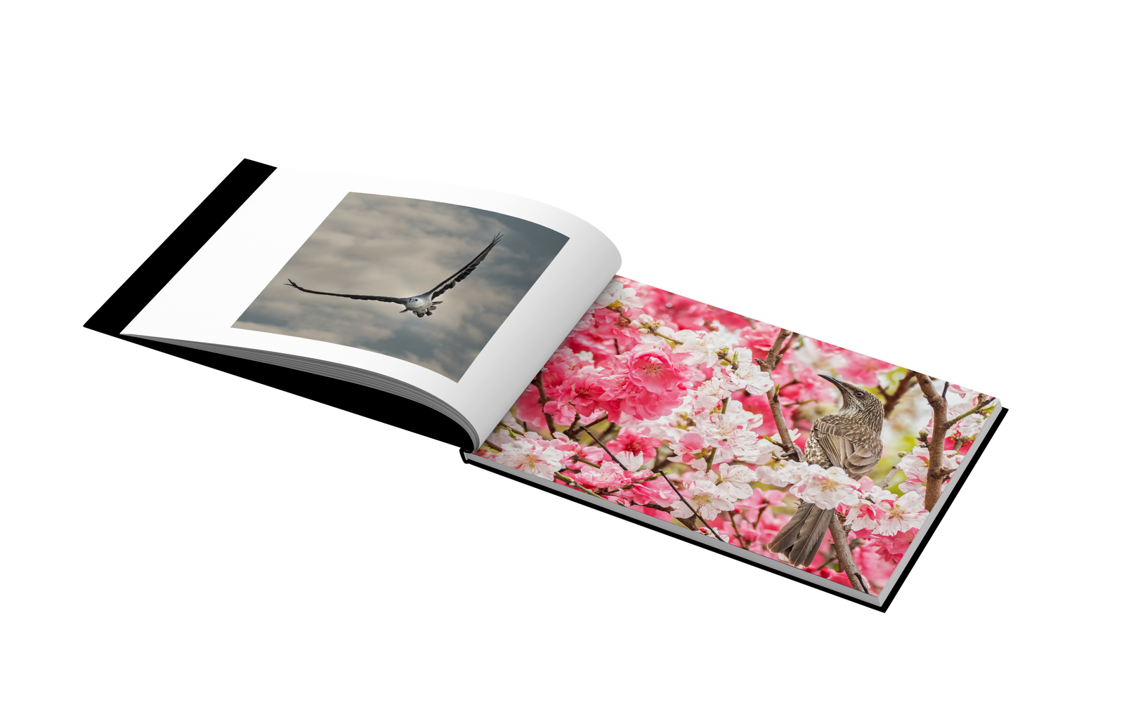 Chiharu　1冊 On Birds, Bees, and Other Insects by Ran Fuchs – Snap Collective